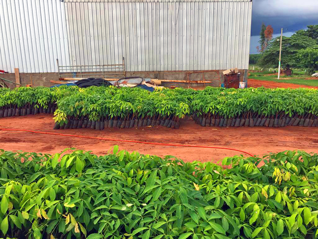 Plantio de novas seringueiras para futura produção de látex.