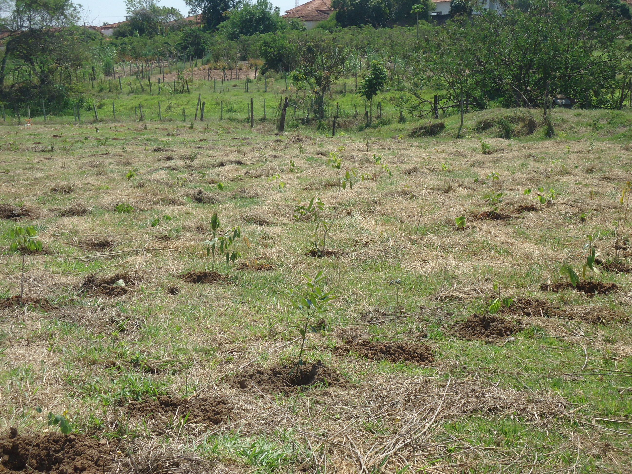 Arborização